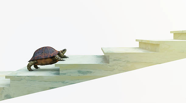 moving turtle wants to climb on the stairs concept composition